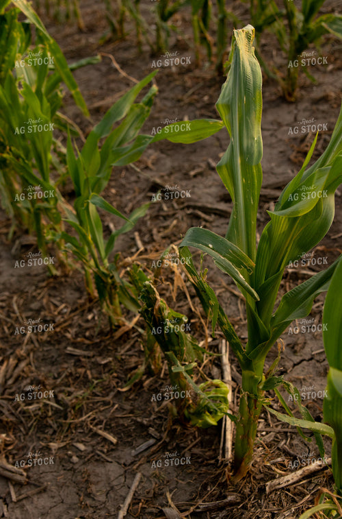 Hail and Wind Damaged Corn 67512