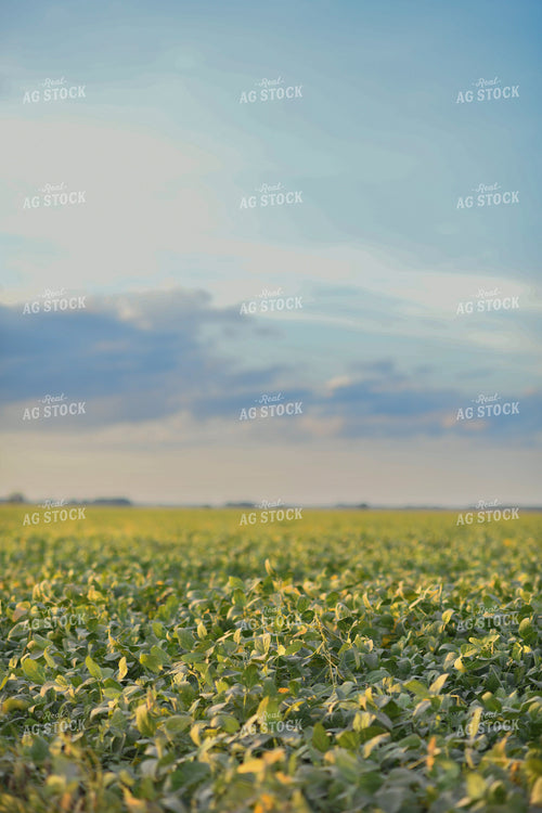 Midseason Soybean Field 191282