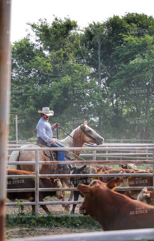 Rancher Working Calves 210015