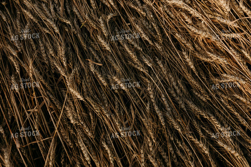 Wheat 116006
