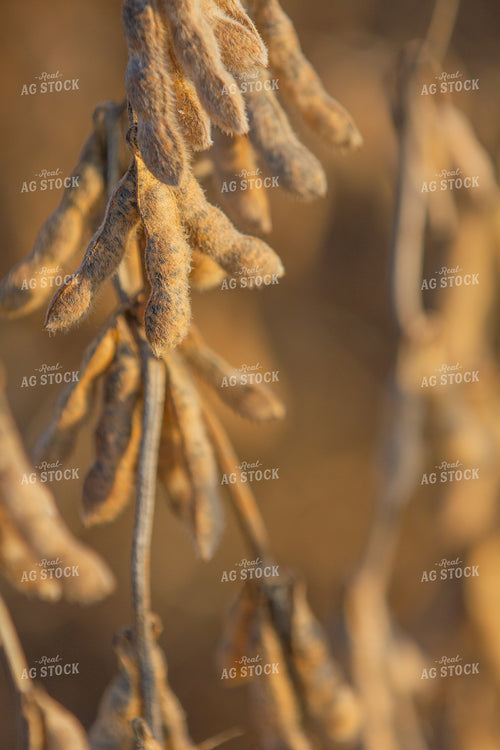 Dried Soybeans in Field 291119