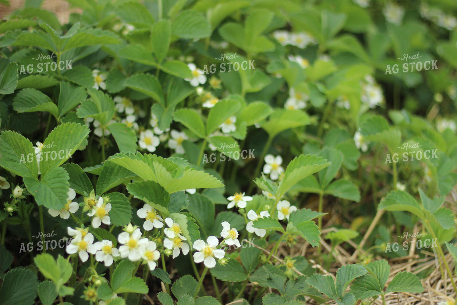 Strawberry Blooms Turning into Berries 73061