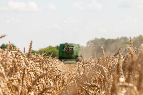 Wheat Harvest 157114