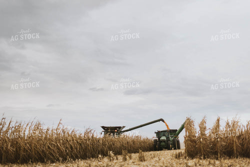 Corn Harvest 8579