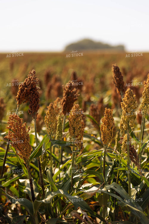 Doughing Sorghum 224013