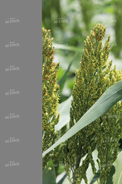 Flowering Sorghum 102028