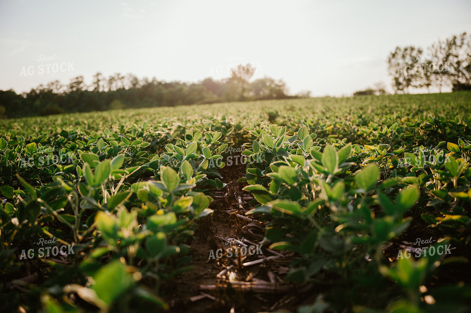 Early Growth Soybeans 125157