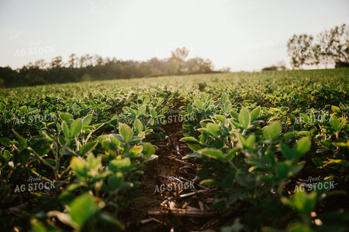 Early Growth Soybeans 125157