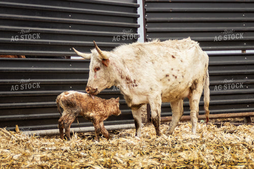 Longhorn Cow Calf Pair 155111