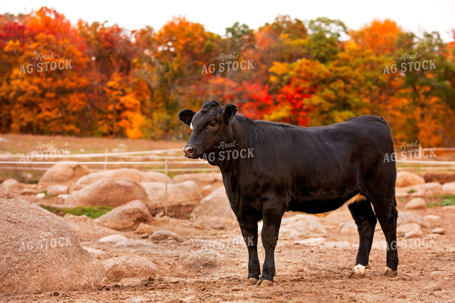 Black Angus Cattle on Pasture 55180