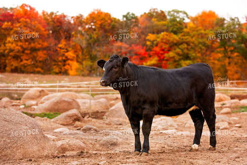 Black Angus Cattle on Pasture 55180