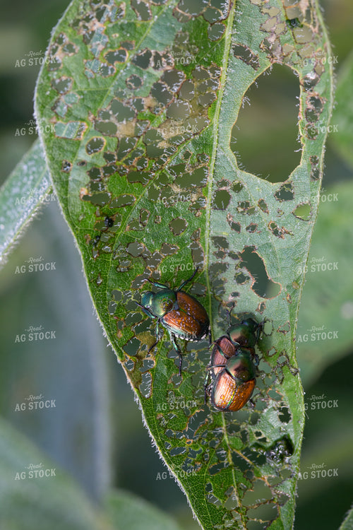 June Beetle 145012