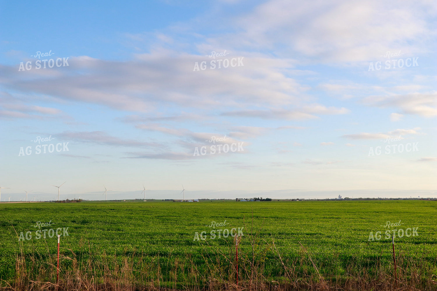 Green Wheat Field 60016