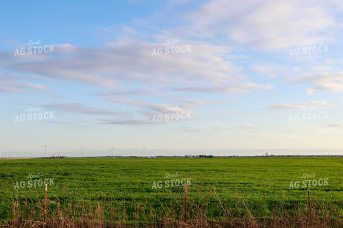 Green Wheat Field 60016