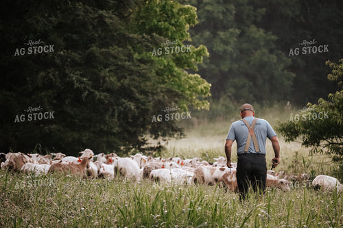 Farmer Herding Sheep 220011