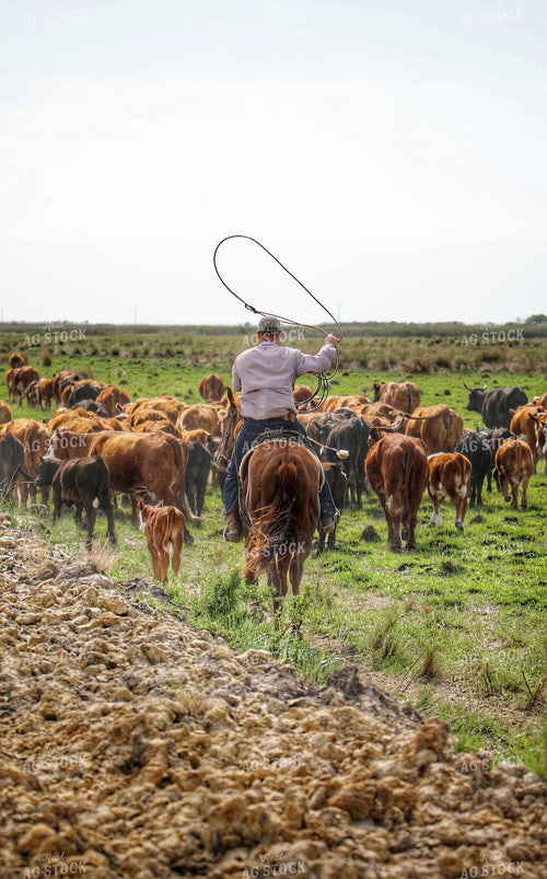 Rancher Herding Cattle on Horseback 210028