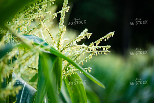 Sweet Corn Tassels 136112