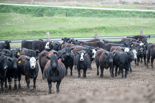 Cattle on Feedlot 193031