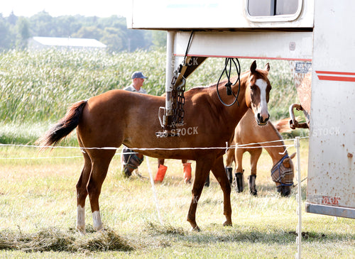 Horse and Trailer 141687