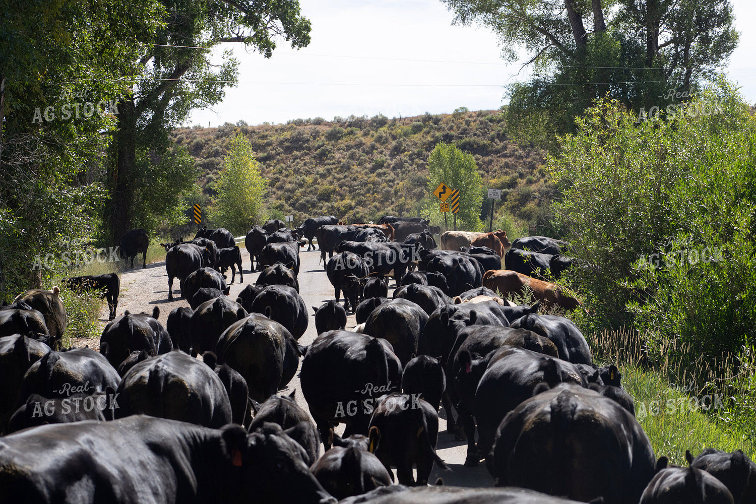 Cattle Drive 117362
