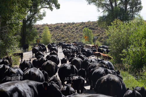 Cattle Drive 117362