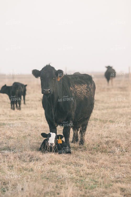 Angus Cow and Calf 72031