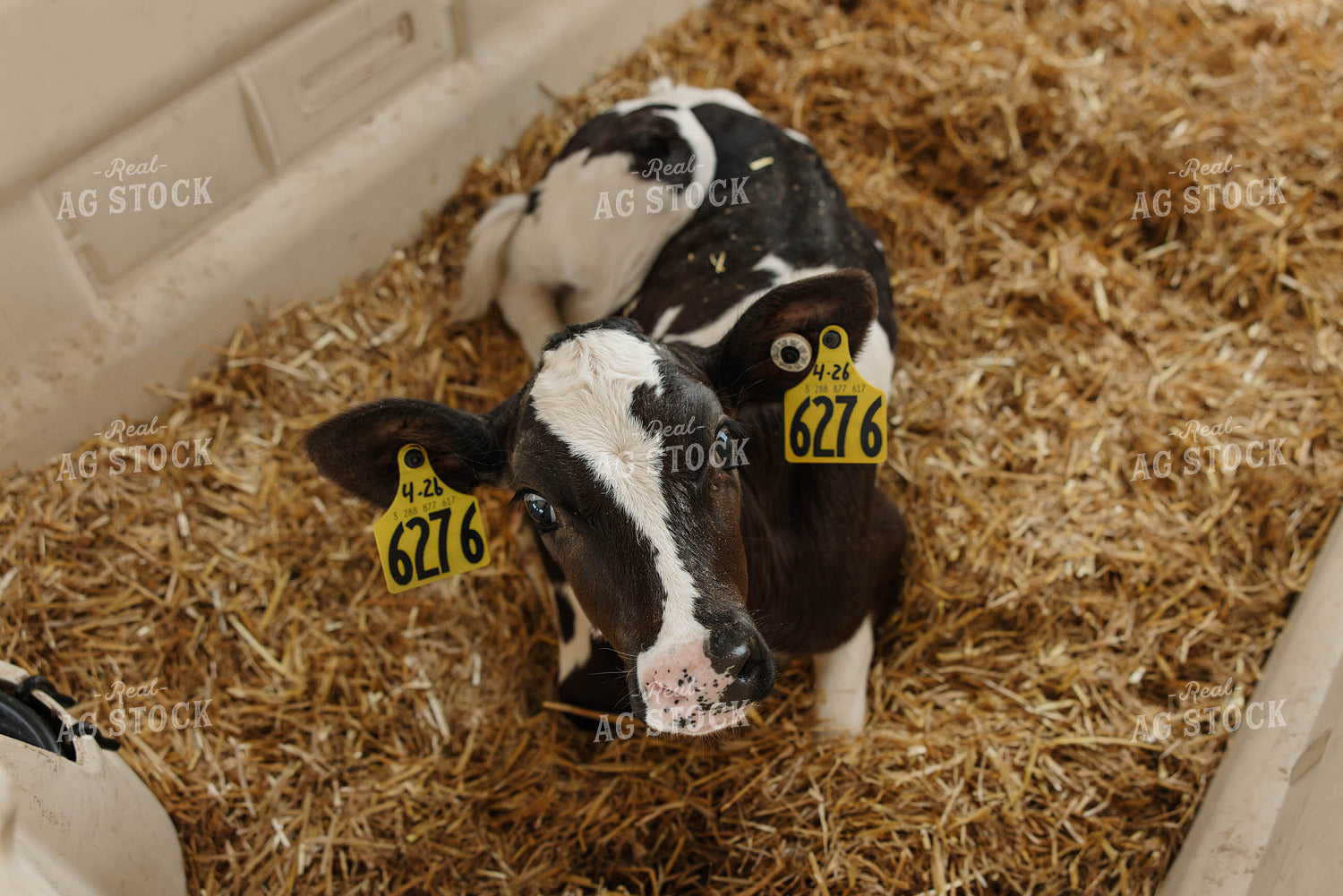 Holstein Calf 152773