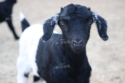 Goat in Farmyard 102023