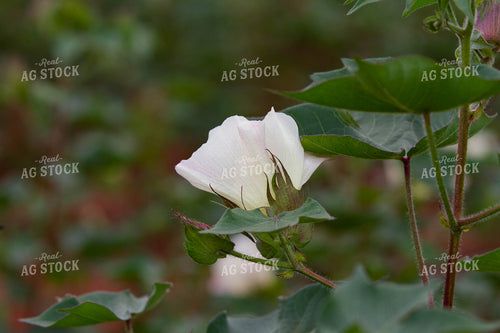 Flowering Cotton Plant 79117