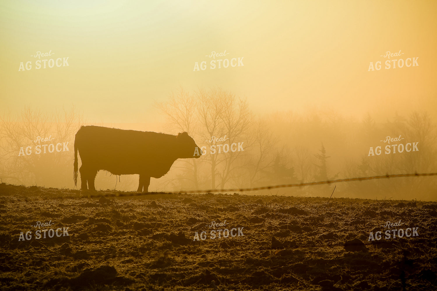 Cow in Pasture in Fog 214007