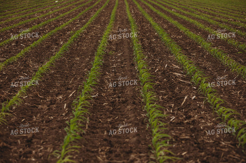 Side Dressing Fertilizer in Corn Field 5743
