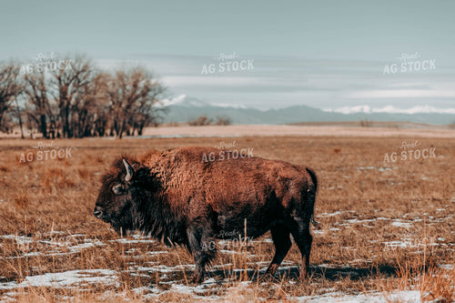 Buffalo in Pasture 266009