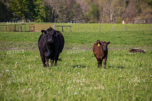 Cow Calf Pair on Pasture 160388