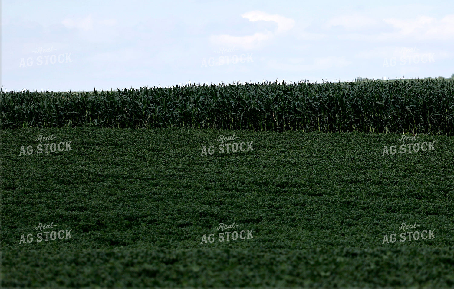 Mid-Season Corn and Soybean Fields 141605