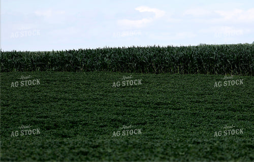 Mid-Season Corn and Soybean Fields 141605