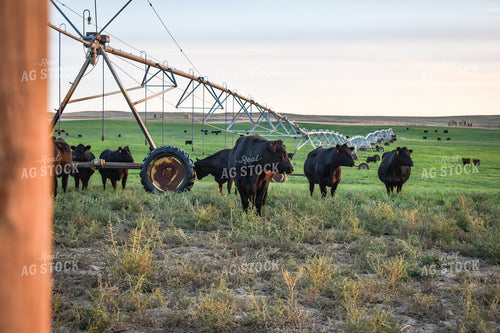 Cattle on Irrigated Pasture 56083