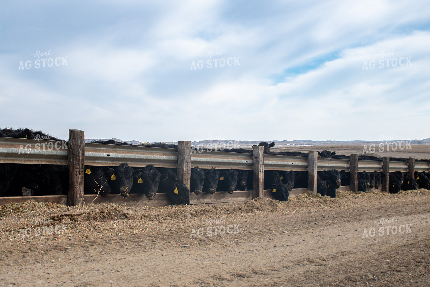 Cattle Eating Out of Trough 50349