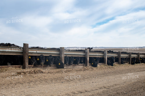 Cattle Eating Out of Trough 50349