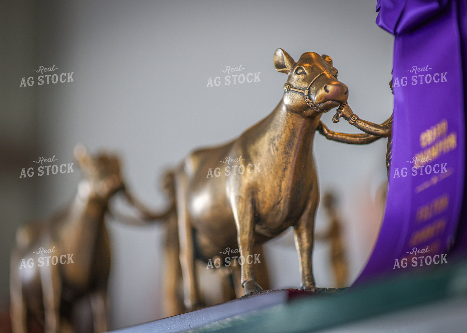 Cattle Trophy 160120