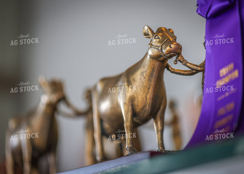 Cattle Trophy 160120