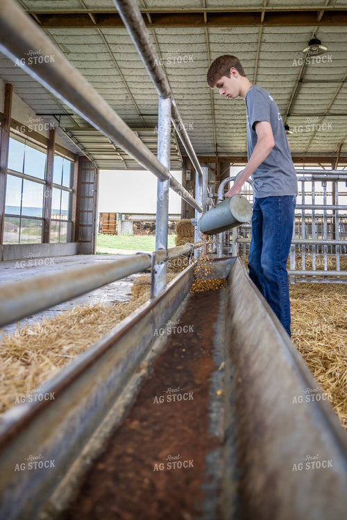 Farm Kid Feeding Calves 270373