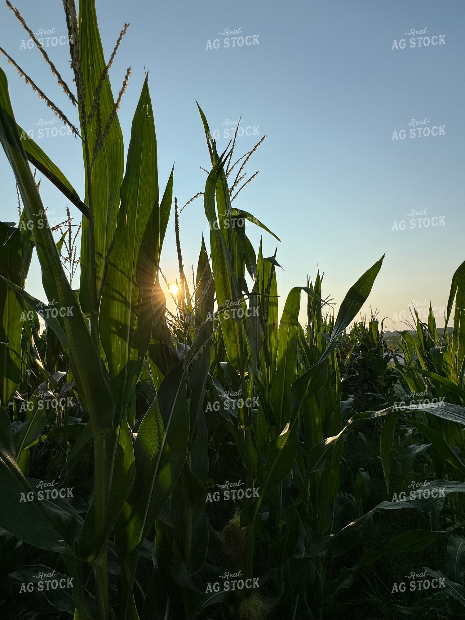 Midseason Corn 228016