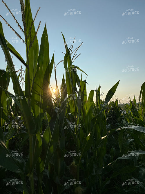 Midseason Corn 228016