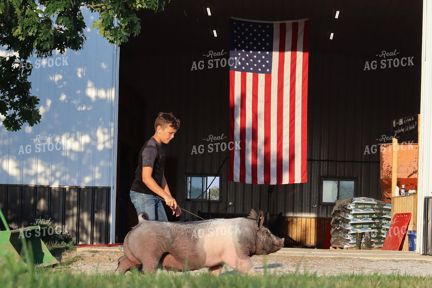 Farm Kid with Show Pig 109180