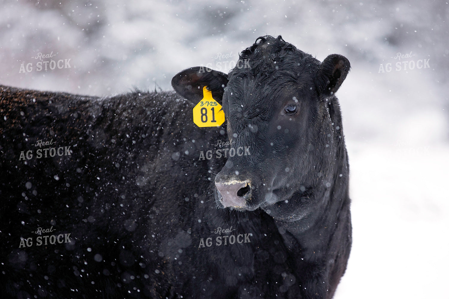 Black Angus Cattle in Snow 55412