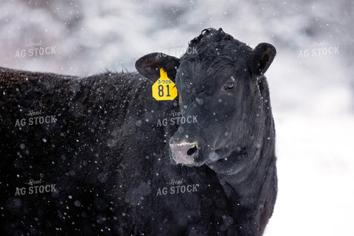 Black Angus Cattle in Snow 55412
