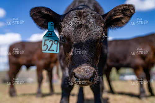 Close-Up of a Young Calf with Ear Tag on a Sunny Ranch Day 65294