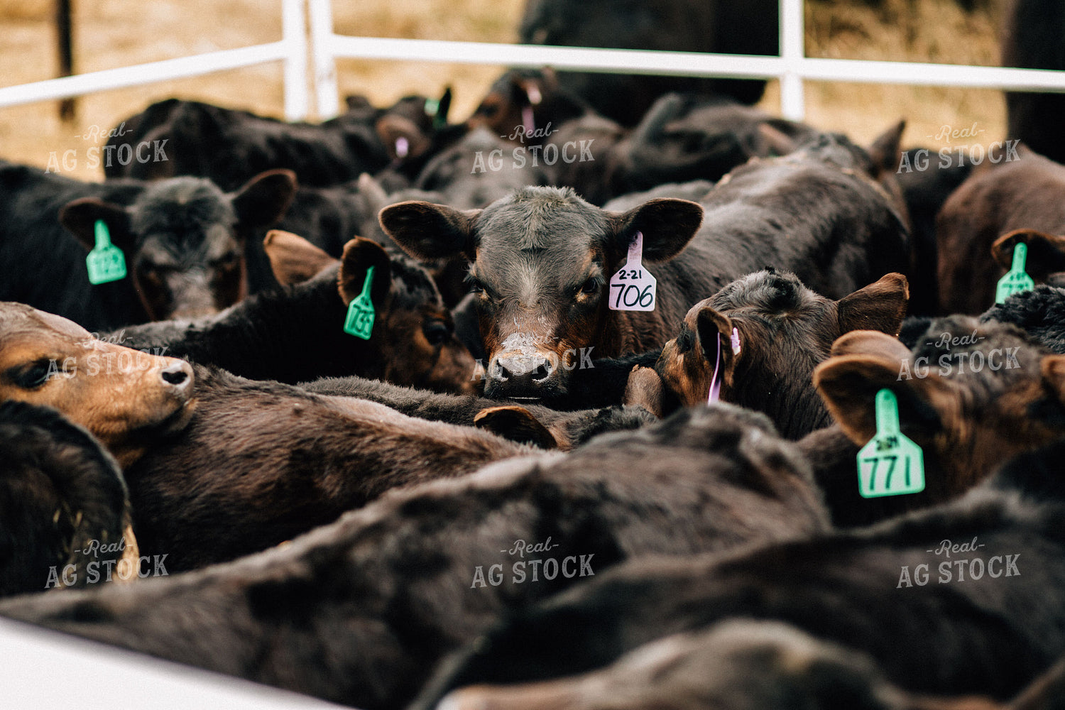 Calves in a Pen 53009