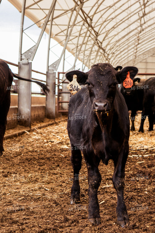 Calf 67415