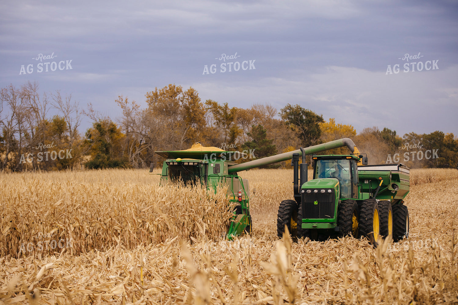 Corn Harvest 285005